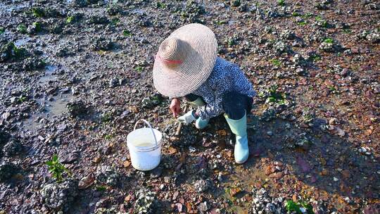 退潮海边滩涂上赶海捡海蛎子的渔民