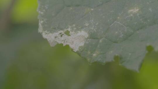黄瓜害虫啃食后生病的叶子特写LOG