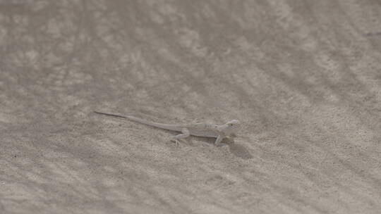 沙漠中的蜥蜴视频素材模板下载