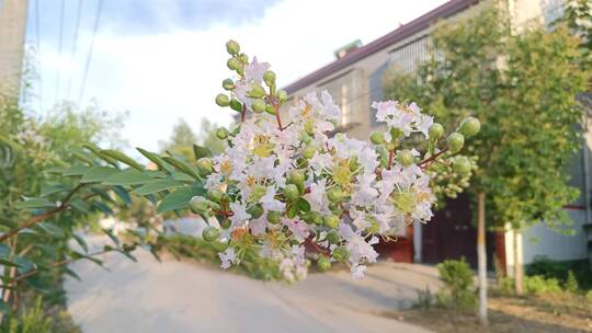 银薇花紫薇花