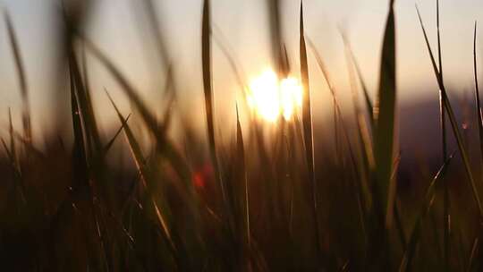 唯美夕阳日光下透过草丛芦苇看日落