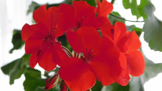 红色的天竺葵
