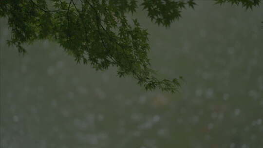 有版权」LOG高速拍摄树叶下雨雨滴4K