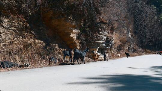 山羊视频西南山区路边放养山羊