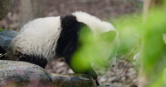 萌动可爱的大熊猫幼崽