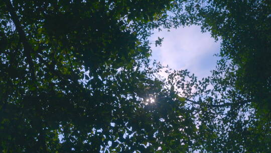 蓝天白云 大树 逆光 空镜