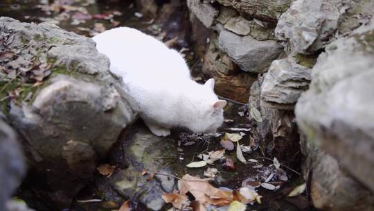 白猫流浪猫在水渠边喝水