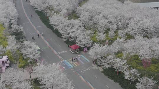 孤柏渡飞黄旅游区樱花园鲜花盛开