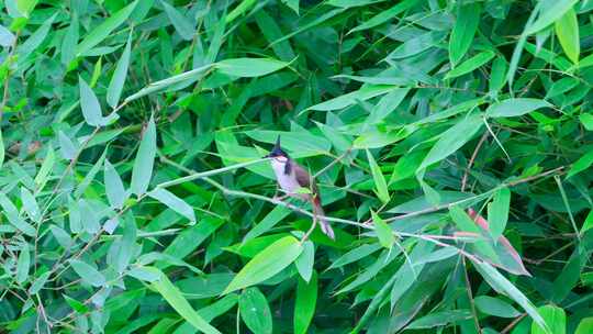 绿色竹林里一只嘴里衔食的红耳鹎鸟