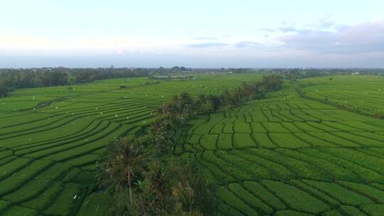 鸟瞰印尼稻田视频素材模板下载