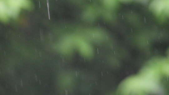 节气谷雨下雨雨滴雨点慢镜头特写