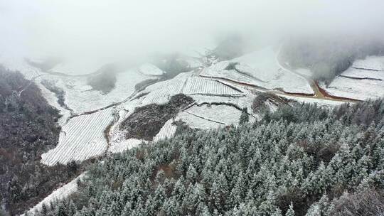 湖北利川文斗镇谪仙茶园雪后美景如画