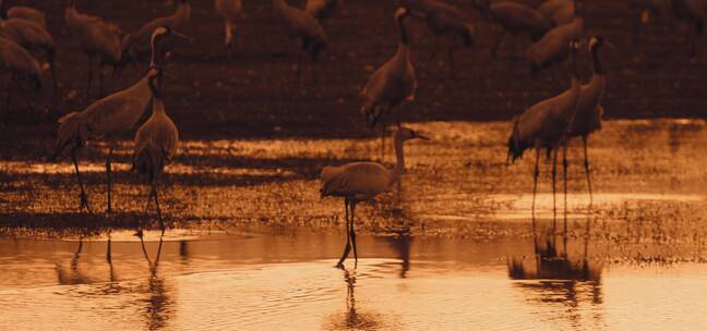黄昏时分鸟类行走在湖面上