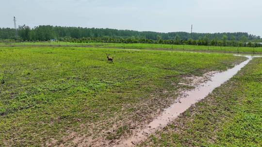 4K航拍野生麋鹿保护基地麋鹿活动合集