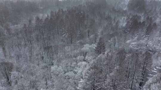 航拍东北下暴雪林海雪原威虎山