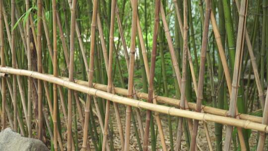 竹林竹子篱笆竹栏杆