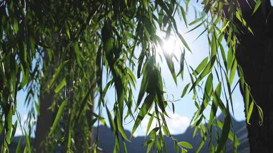 夏天阳光穿过柳叶4K高帧视频