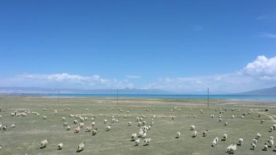 青海草原上奔跑的羊群