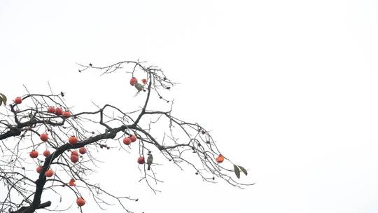 深秋初冬扬州瘦西湖在柿子树上觅食的喜鹊