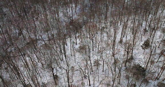 冬天白雪覆盖的红杉树，阿肯色州，没有人，