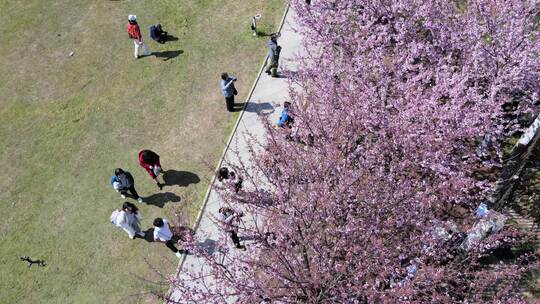 武汉大学校园航拍