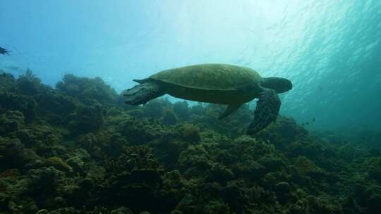 海底世界 海龟 海洋生物视频素材模板下载