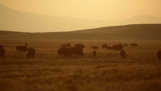 阳光明媚的科罗拉多草原上的美洲野牛群视频素材模板下载