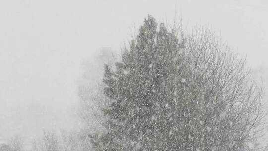 实拍下雪特写