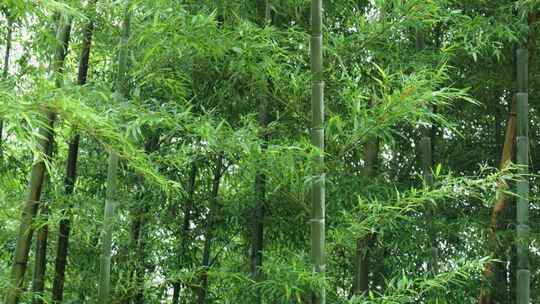 下雨天竹林景观特写，竹节挺拔竹叶繁茂