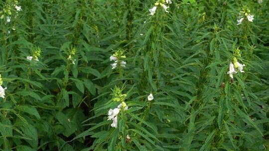 农村种植芝麻作物4k视频有机芝麻