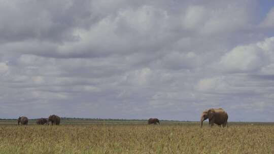 草原大象象群