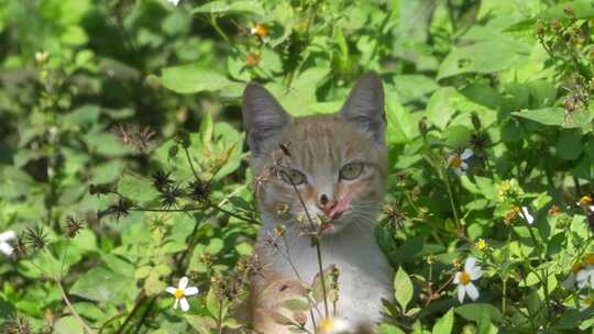 坐在草丛里的猫