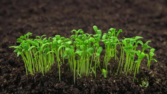生长植物发芽新生水芹沙拉植物在温室农业中