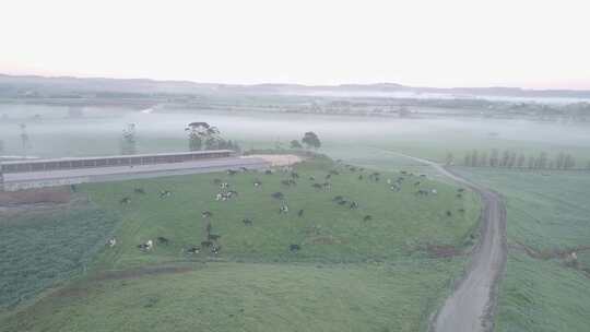 清晨航拍牛群奔跑