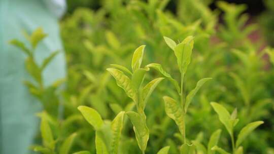 采茶特写茶叶特写茶园茶山绿茶基地