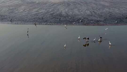 钱塘江潮水湿地滩涂鹭鸟候鸟