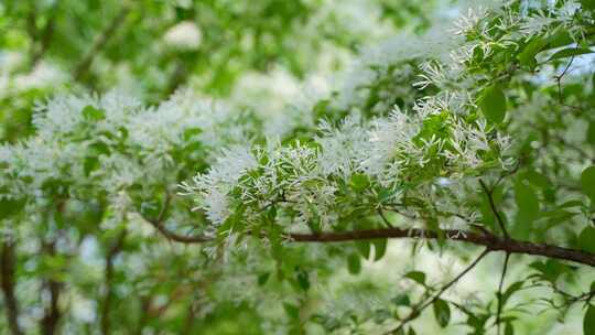 4K植物空镜素材——流苏花