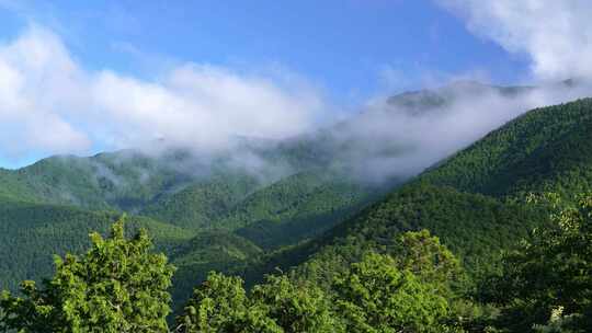 绿色森林迷雾森林雾气弥漫浓雾山林树林