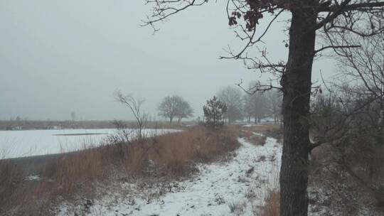 河边的树枝落满了雪花