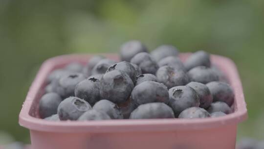 蓝莓采摘园里的蓝莓打包装盒LOG