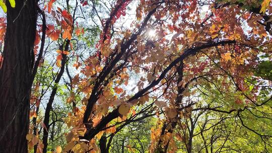 微风中的秋叶色彩缤纷视频素材模板下载