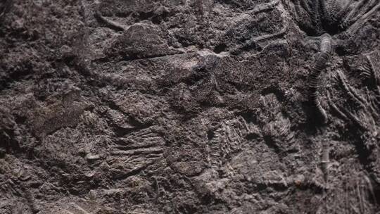 史前水生植物化石