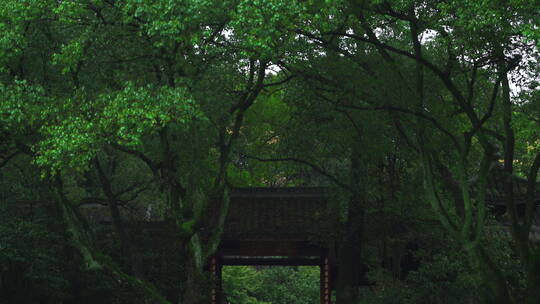 诗画江南植物园林4K 唯美雨水意境 白噪音