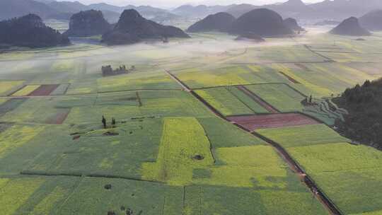 航拍油菜花海罗田云南春天蓝天白云风景景区