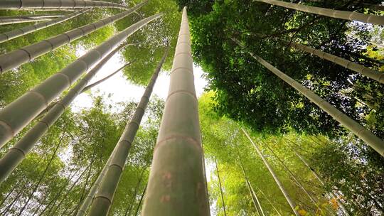 大自然风景美丽的竹海竹林竹子枝繁叶茂