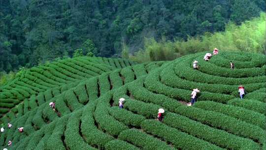 茶园 采茶视频素材模板下载