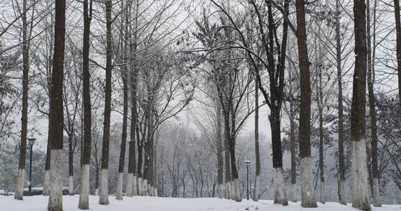 树林下雪的慢动作