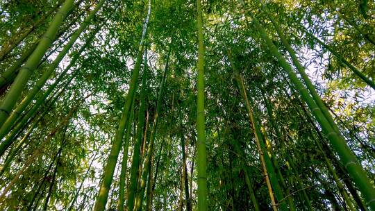 阳光下的野生竹林