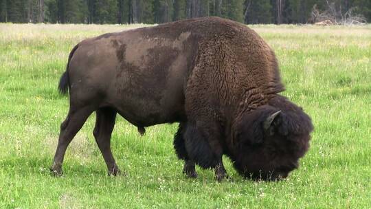 野牛在草原上觅食