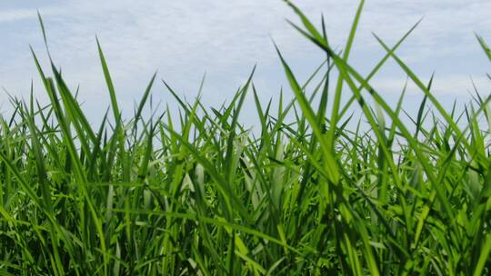 春耕农业种植水稻秧苗